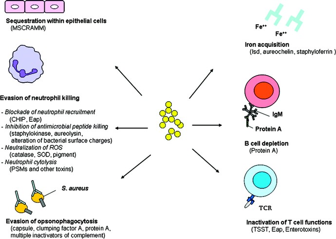 Molecular Pathogenesis of Staphylococcus aureus Infection