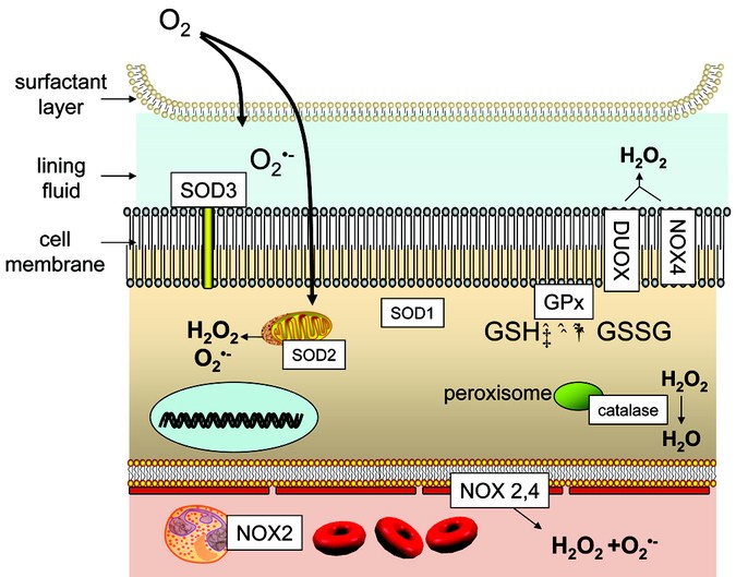 Extra high superoxide dismutase in host tissue is associated with