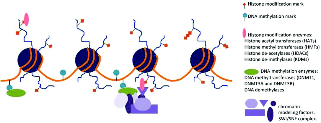 PDF) Rubinstein-Taybi Syndrome: A Model of Epigenetic Disorder