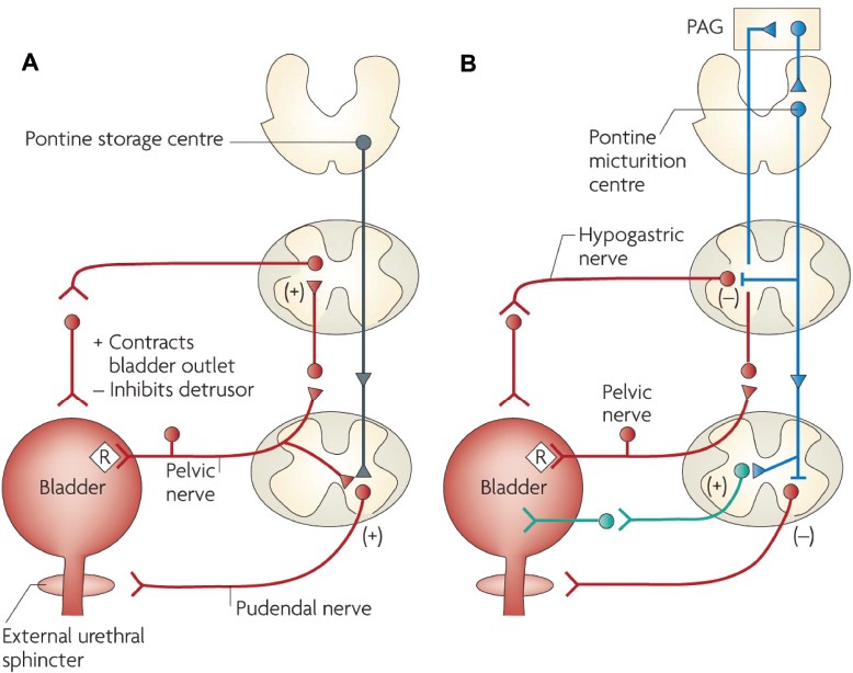 Impact Of Bioelectronic Medicine On The Neural Regulation Of Pelvic Visceral Function Bioelectronic Medicine Full Text