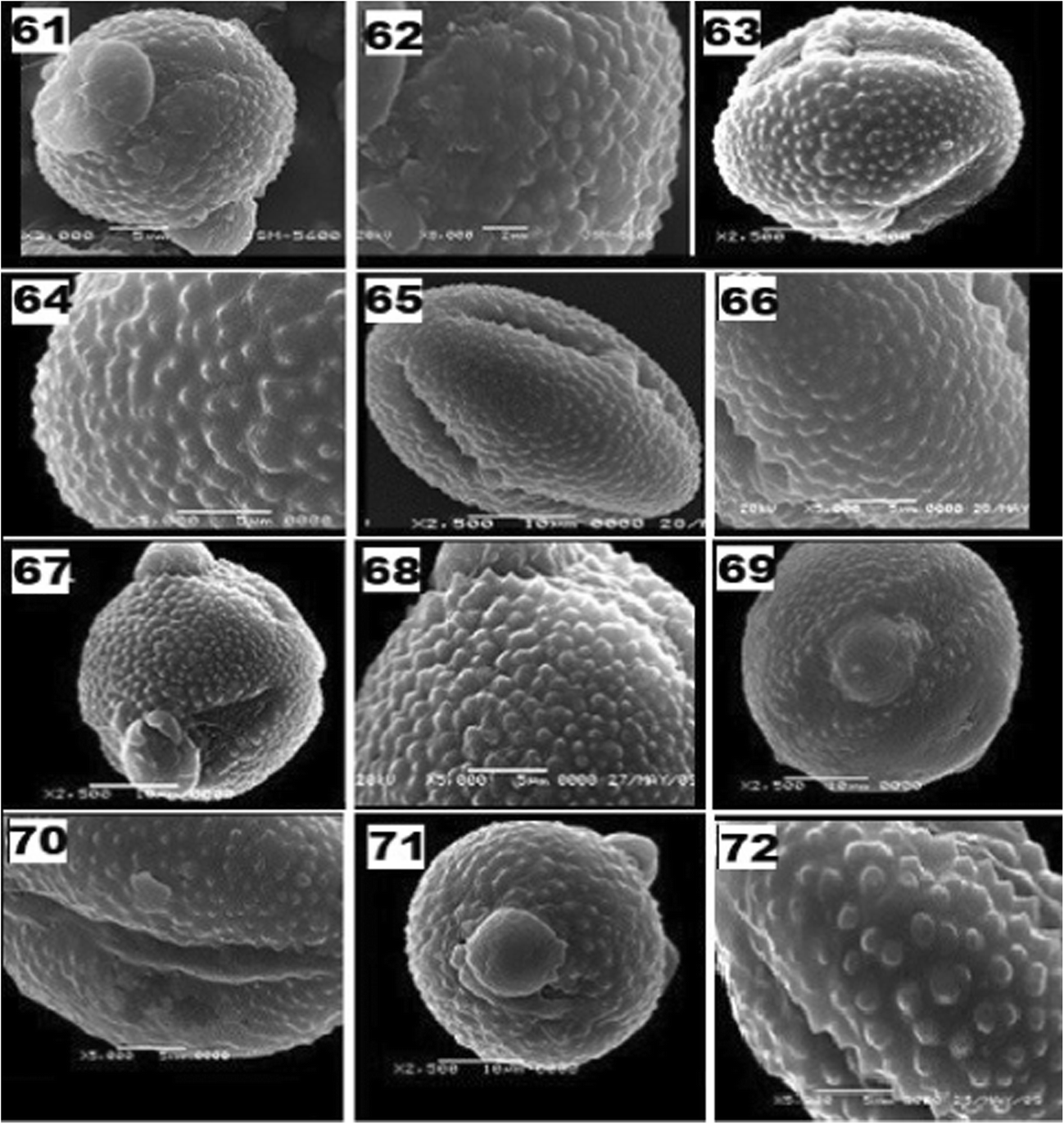 Figure 3 | Micromorphological study of Centaurea L. (Asteraceae); some taxa  of eight sections analysed with scanning electron microscopy and light  microscopy | SpringerLink