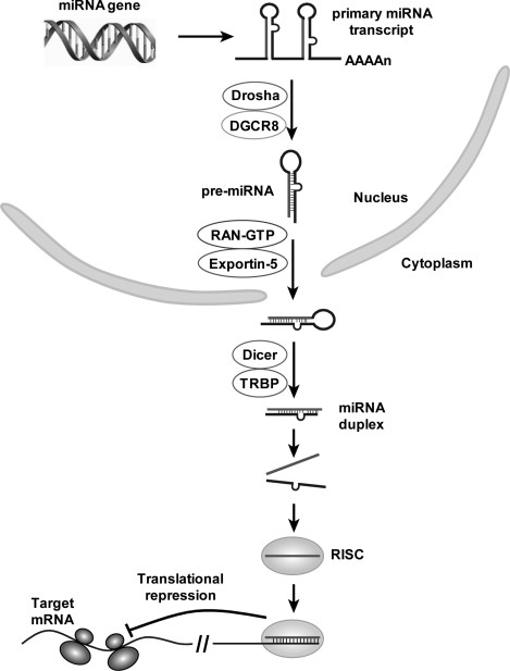 Got target?: computational methods for microRNA target prediction 