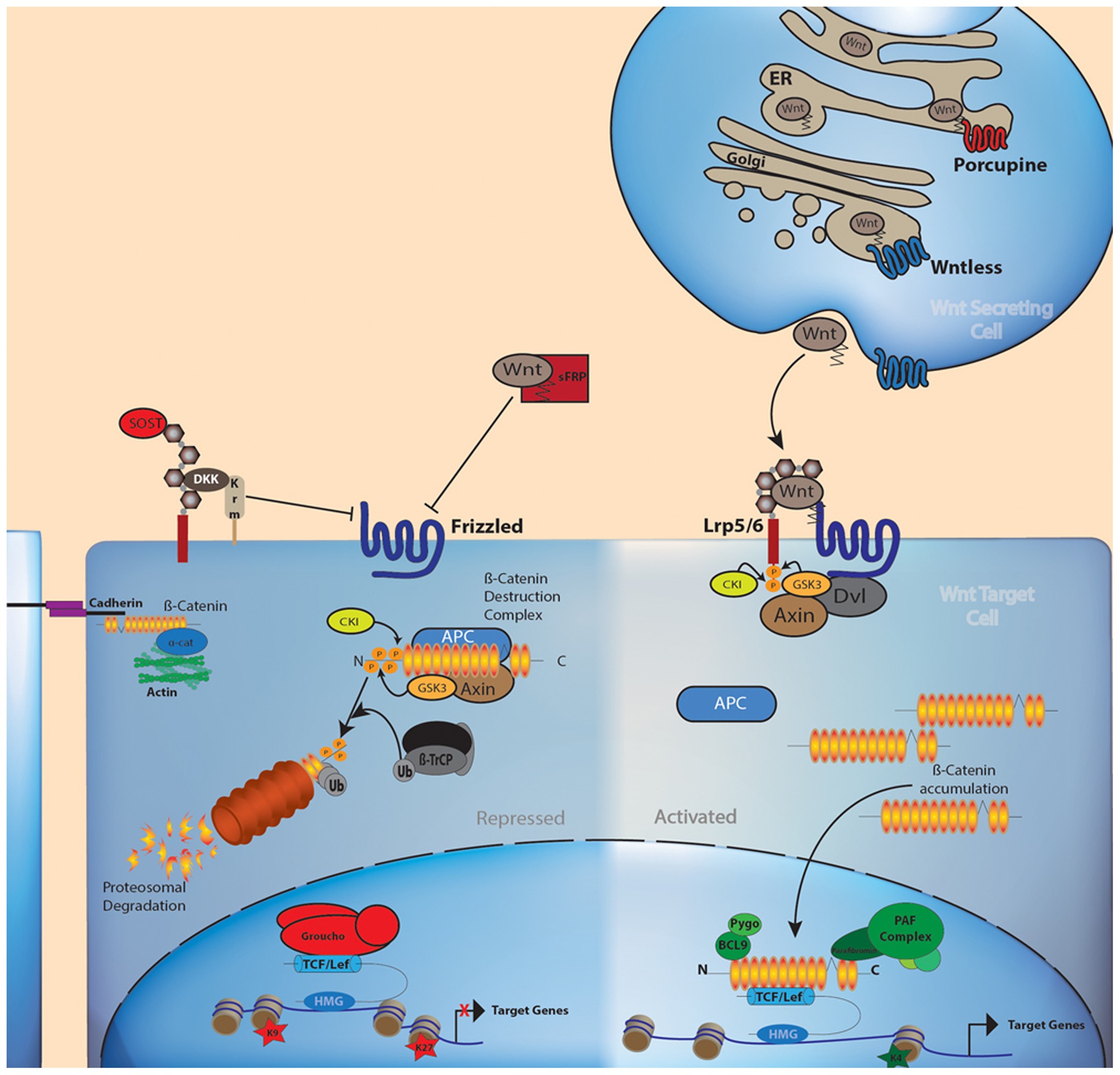 A Comprehensive Overview of Skeletal Phenotypes Associated with Alterations  in Wnt/β-catenin Signaling in Humans and Mice | Bone Research