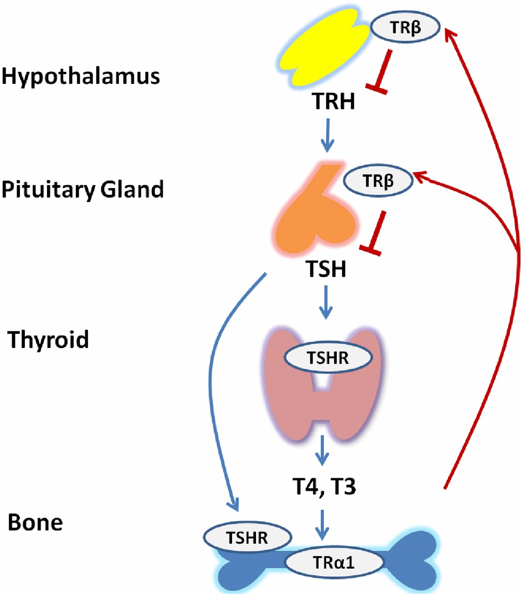 Role And Mechanisms Of Actions Of Thyroid Hormone On The Skeletal