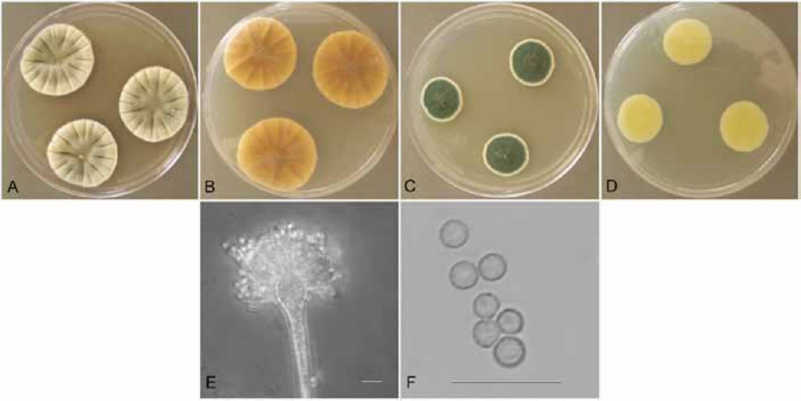 Fig. 14.