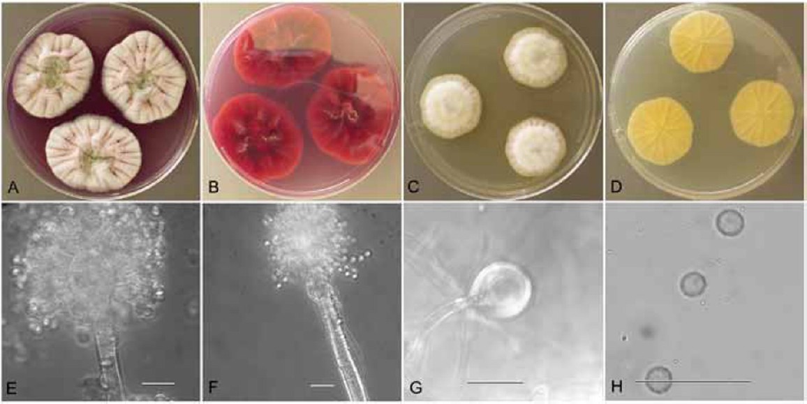 Fig. 3.