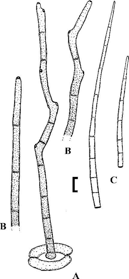 Fig. 25