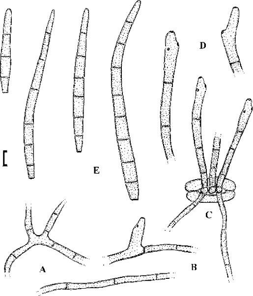 Fig. 24