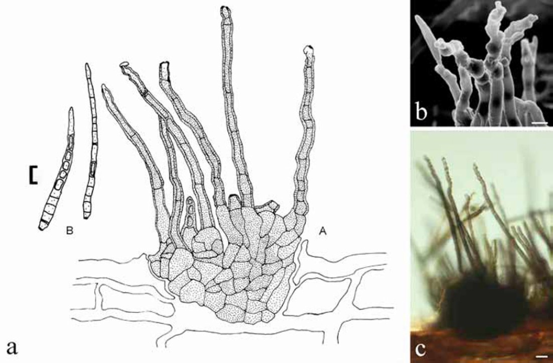 Fig. 26