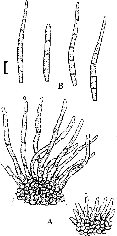 Fig. 29