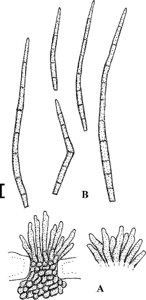 Fig. 30