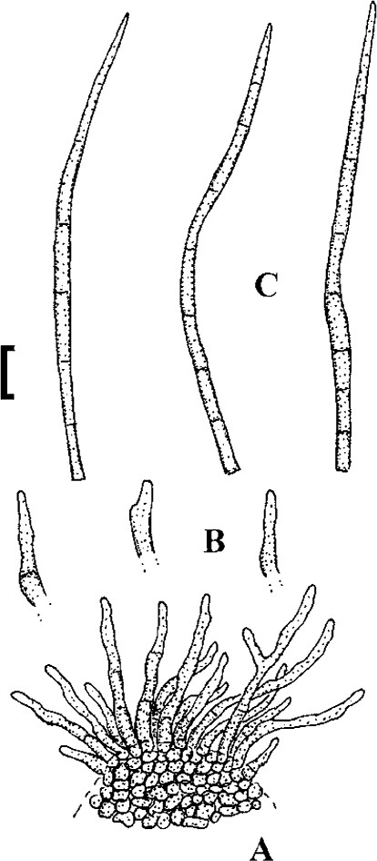 Fig. 31