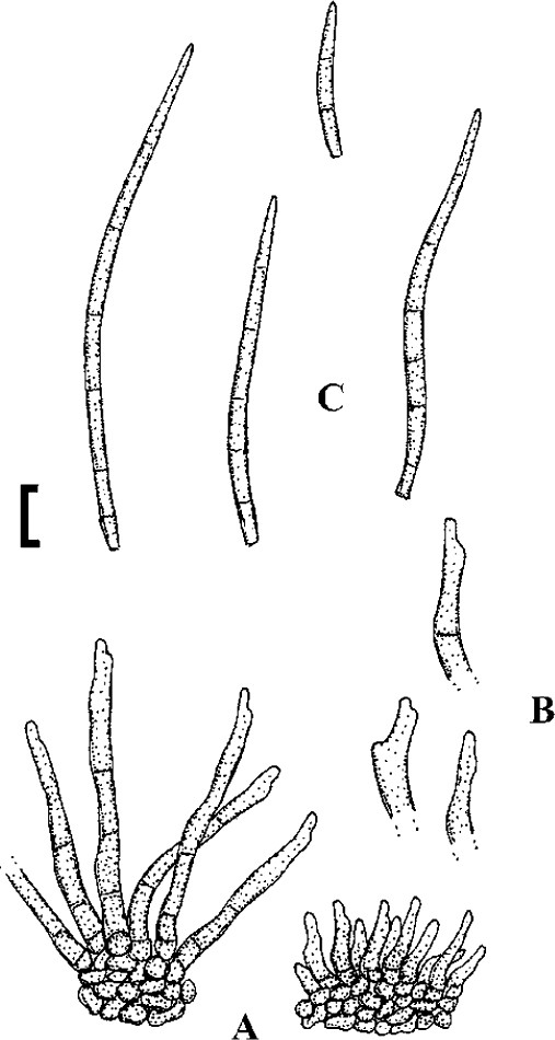 Fig. 35
