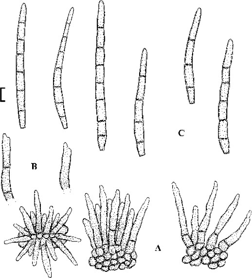 Fig. 38