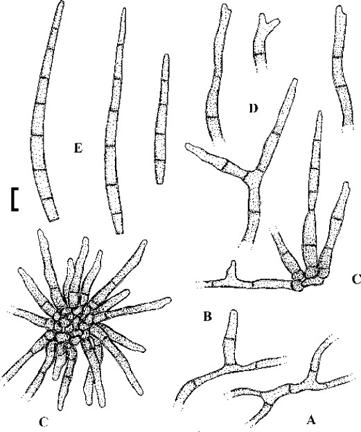 Fig. 39