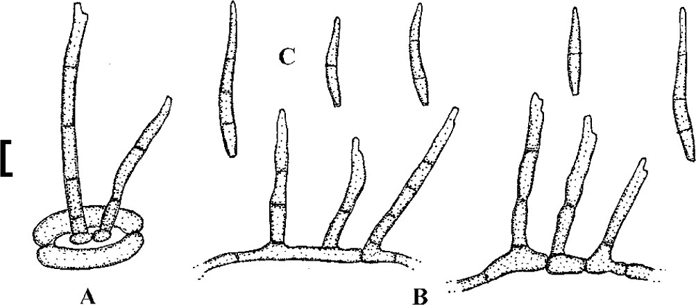 Fig. 40