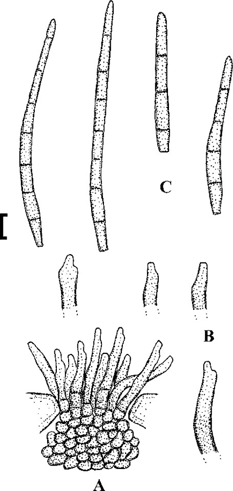 Fig. 41