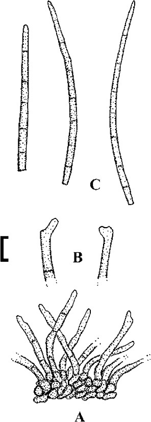 Fig. 44