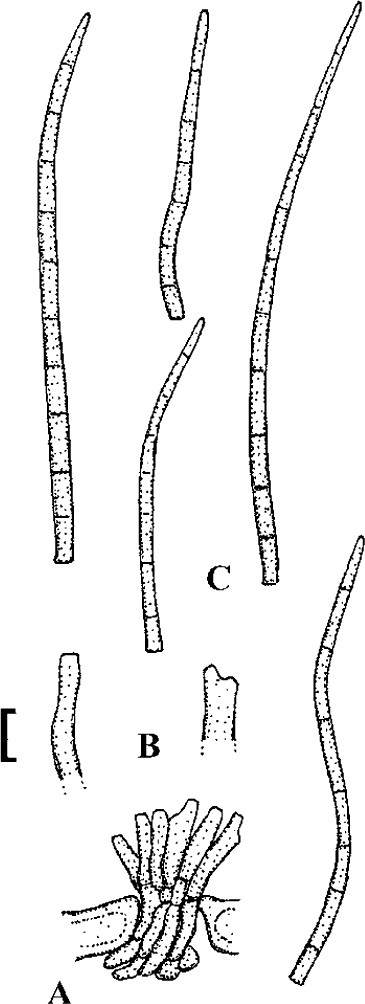 Fig. 46