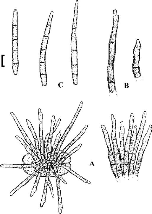 Fig. 47