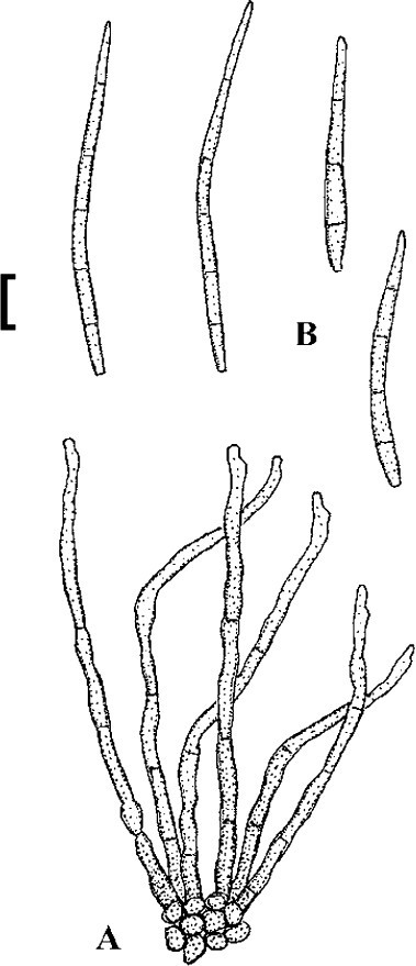 Fig. 48