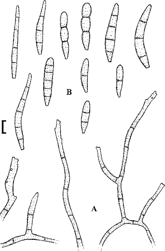 Fig. 8