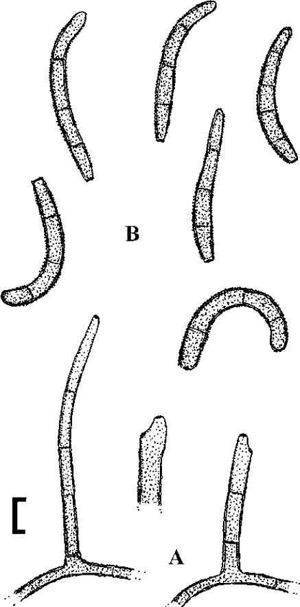 Fig. 56