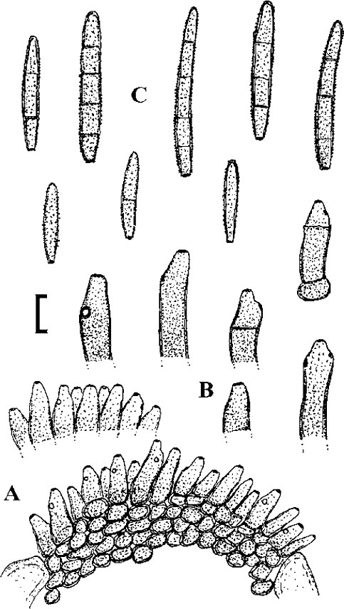 Fig. 57