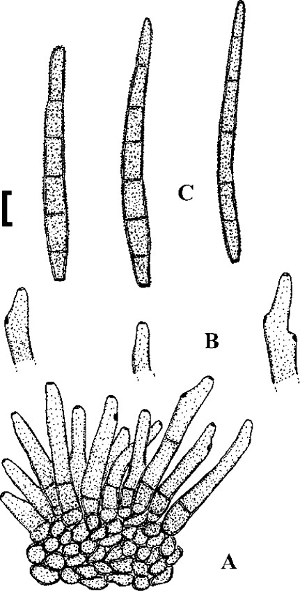 Fig. 58