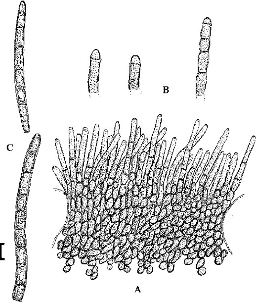 Fig. 60