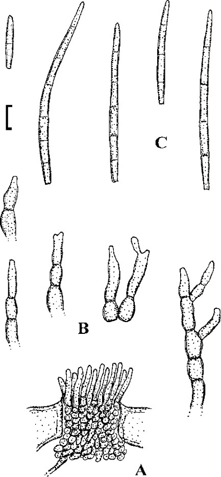 Fig. 62