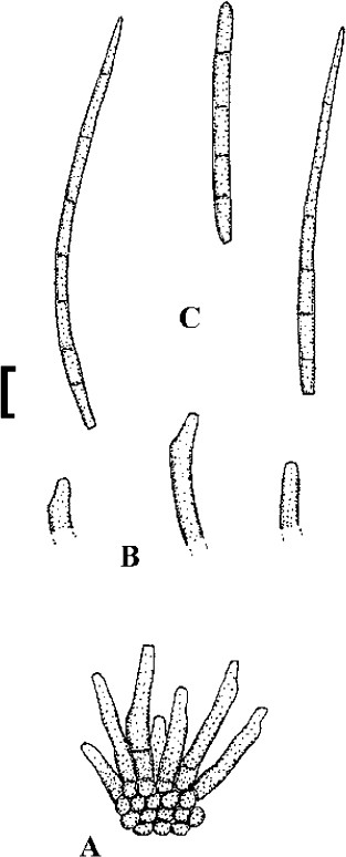 Fig. 64