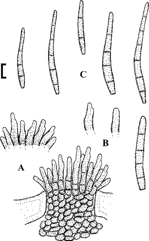 Fig. 65