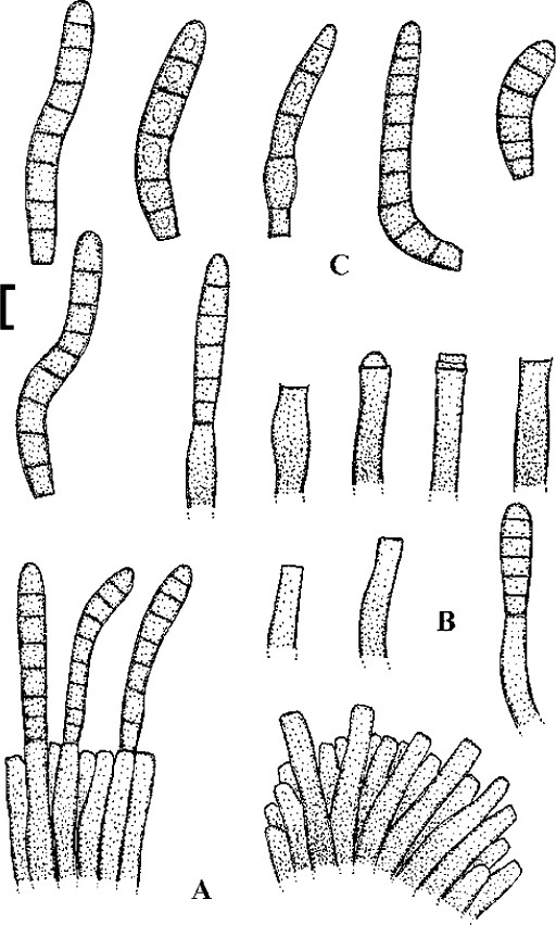 Fig. 67