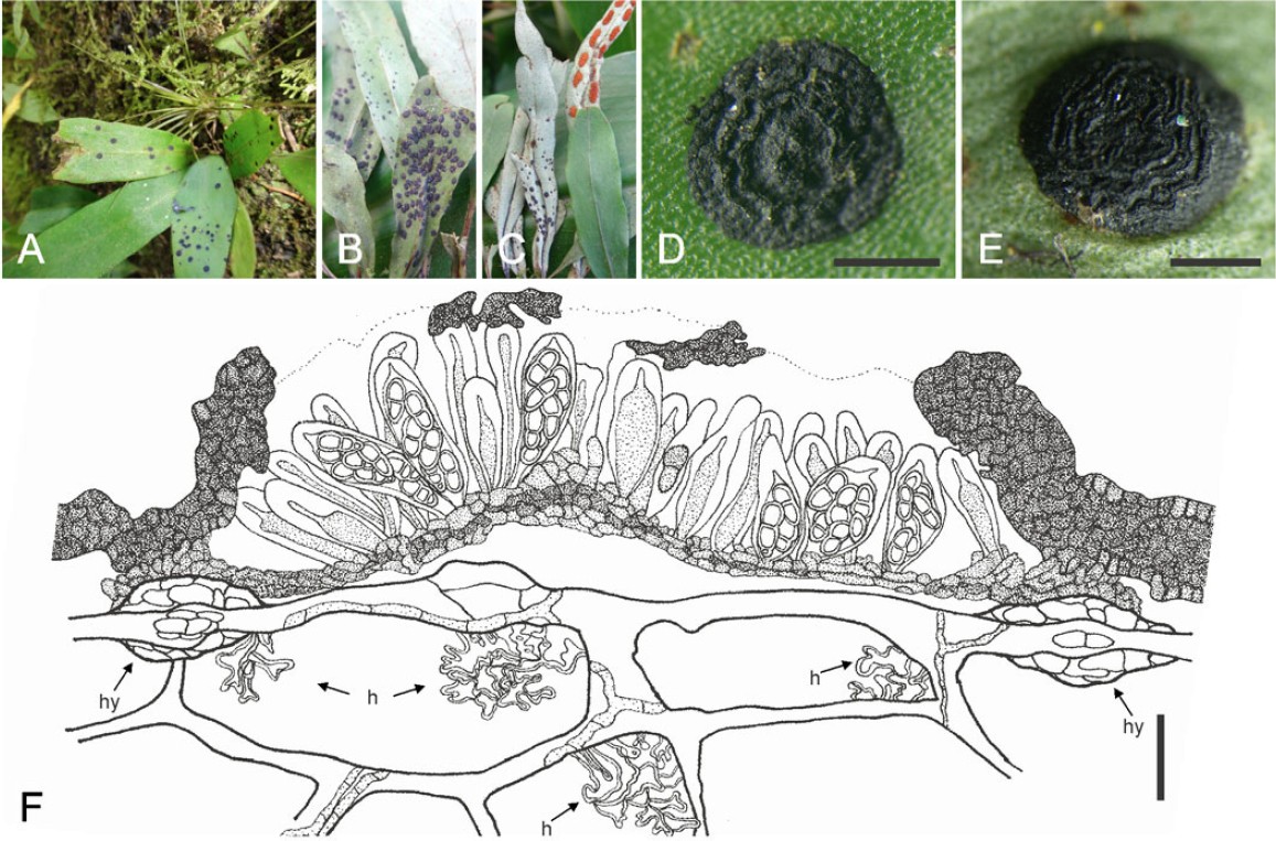 Fig. 1.