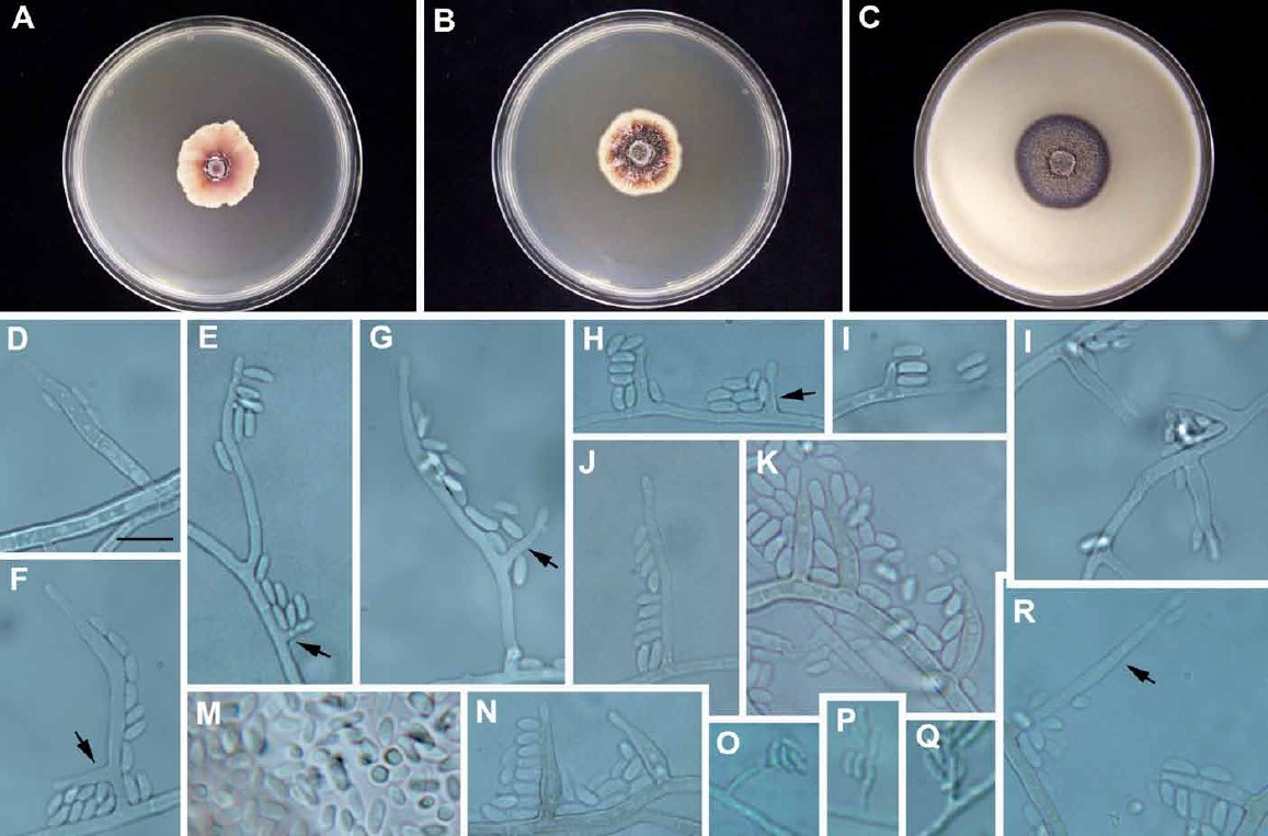 Fig. 3.