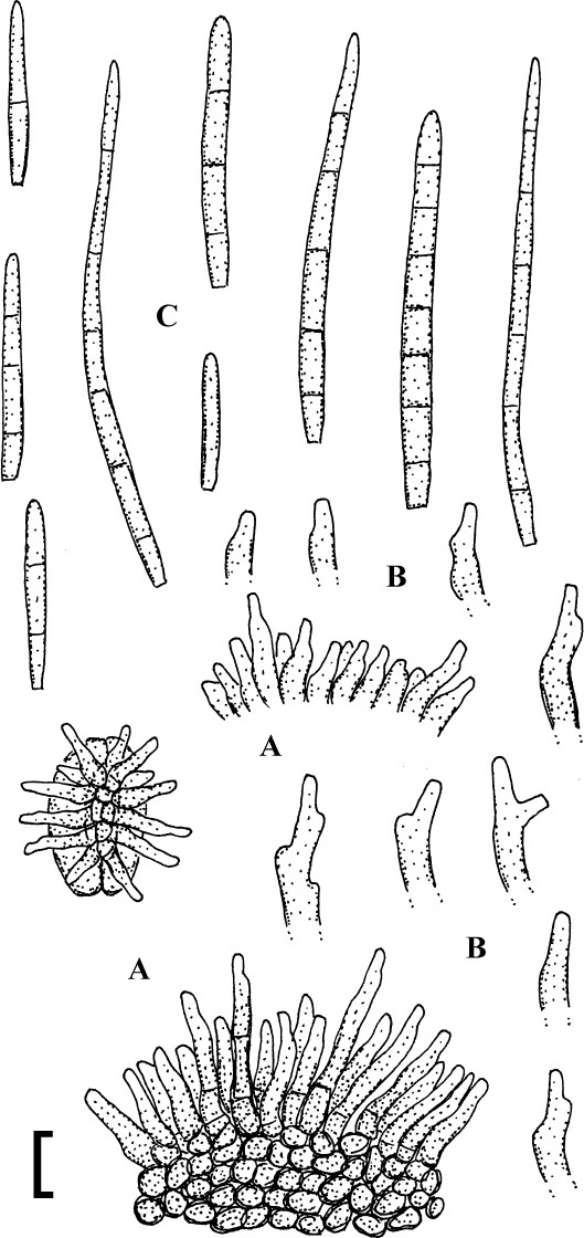 Fig. 10