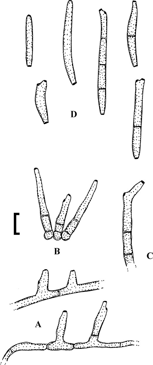 Fig. 100