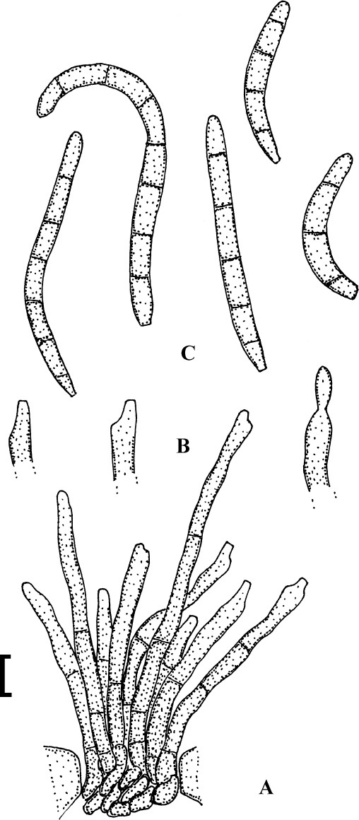 Fig. 102