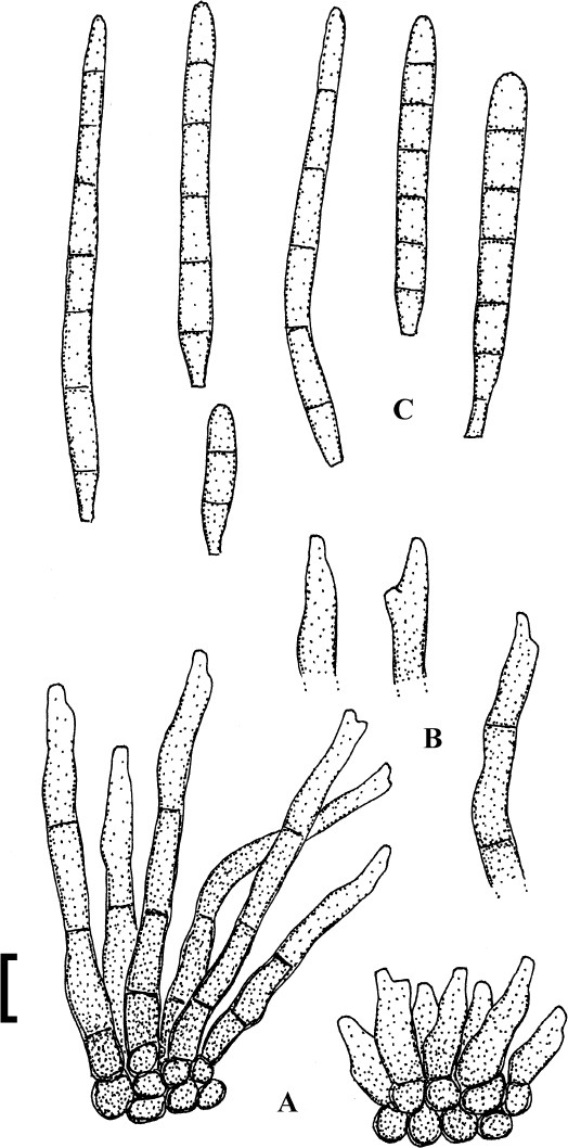 Fig. 103