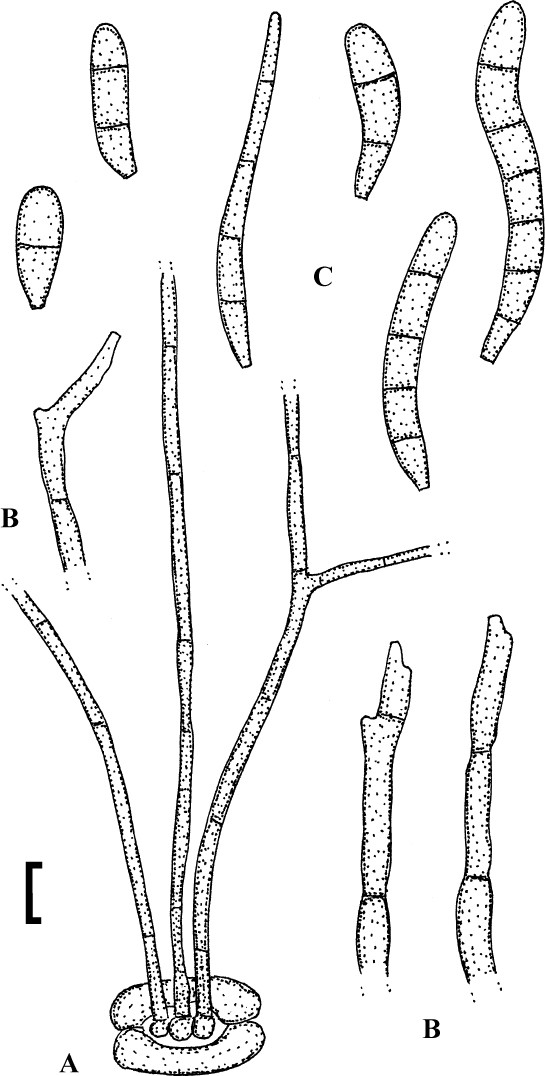 Fig. 104