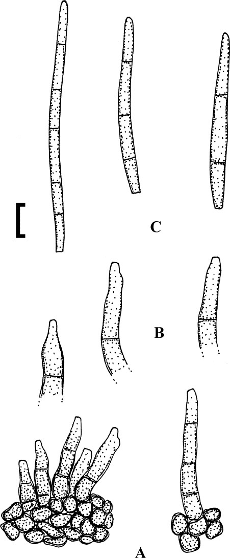 Fig. 106