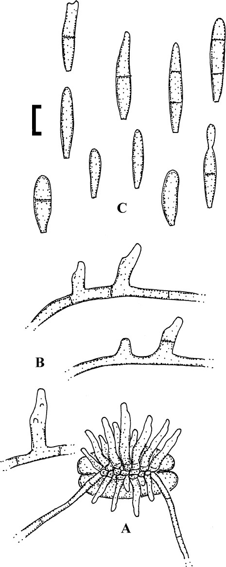 Fig. 107