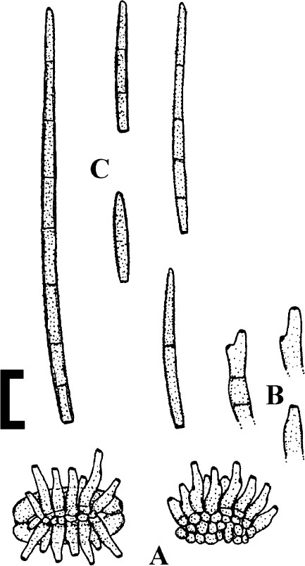 Fig. 11