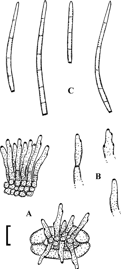 Fig. 119