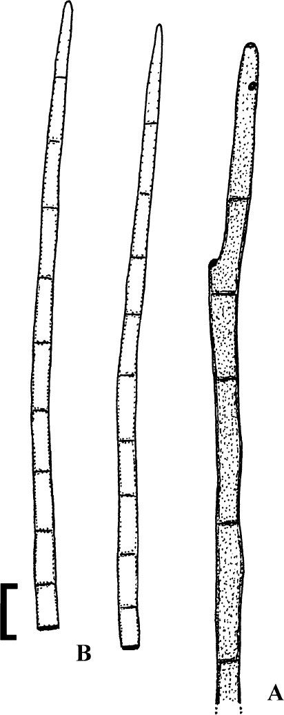 Fig. 12