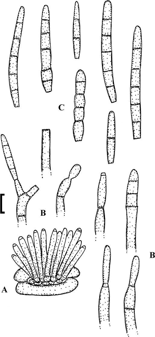 Fig. 121