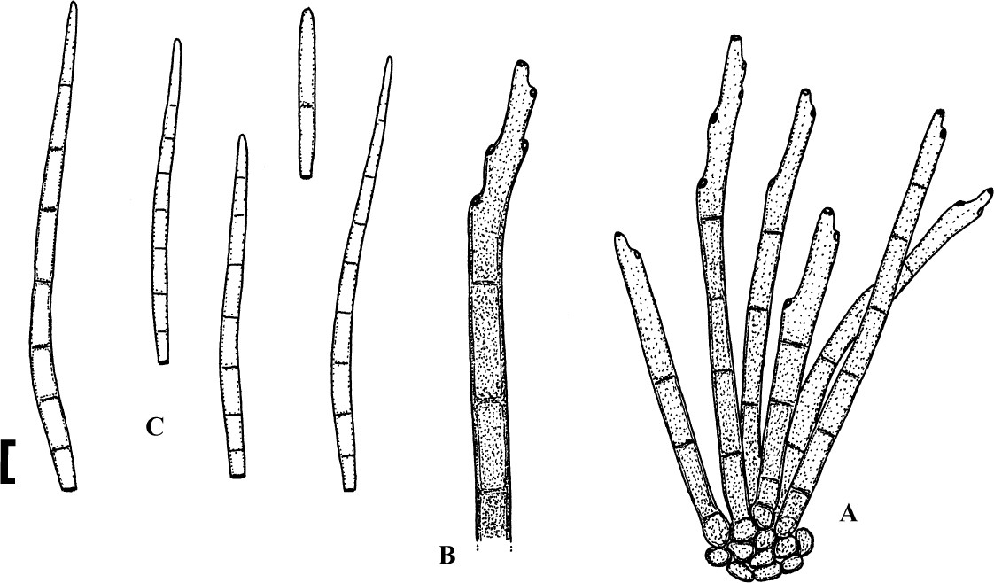 Fig. 13