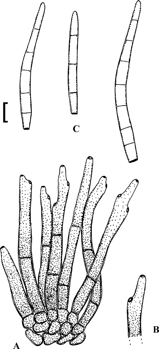 Fig. 14