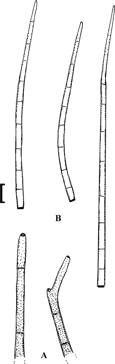 Fig. 155